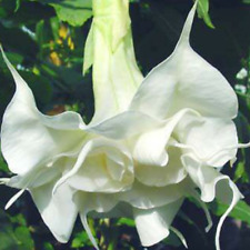 Brugmansia white velvet for sale  Shipping to Ireland