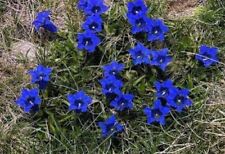 Pflanzen blauer enzian gebraucht kaufen  Kaiserslautern
