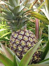 Pineapple plant kona for sale  Yucaipa