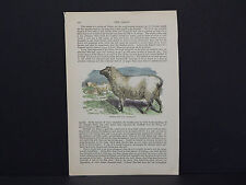 Sheep c.1890 southdown for sale  Eagle