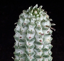 Euphorbia mammillaris variegat gebraucht kaufen  Berlin