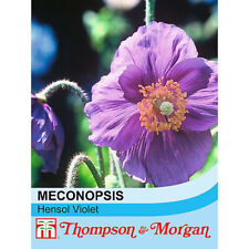Meconopsis seeds flowering for sale  IPSWICH