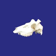 401sku cranio cervo usato  Italia