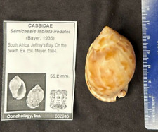 Used, CASSIDAE  Semicassis labiata iredalei 55.2mm Jeffrey's Bay, S. Africa 1984 for sale  Shipping to South Africa