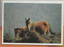 Horse postcard sweet usato  Spedire a Italy