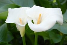 White calla lily for sale  KING'S LYNN