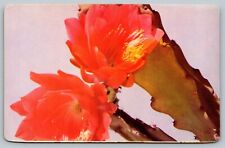 Epiphyllum Cactus Flowers in Bloom Vintage Floral Postcard for sale  Shipping to South Africa