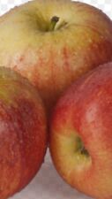 Pianta frutto mela usato  Altamura