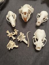 small animal bones for sale  Vernon Hill