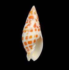 Mitridae sea shell for sale  READING