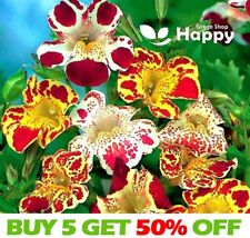 Tiger monkey flower for sale  Shipping to Ireland