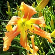 Daylily plant curls for sale  Union