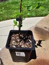 Rooted jujube grafting for sale  Valencia
