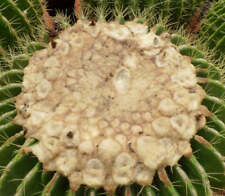 Echinocactus grusonii setispin usato  Napoli