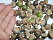 Pin oak acorns for sale  Beachwood