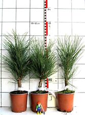 Pinus nigra belisk gebraucht kaufen  Bad Bergzabern