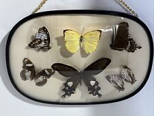 Vintage display butterfly for sale  Avis