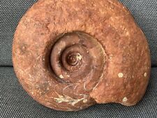 Large goniatite ammonite usato  Spedire a Italy