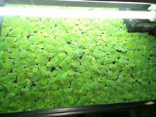 100 water lettuce for sale  HUDDERSFIELD