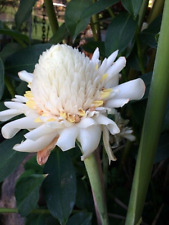 White torch ginger for sale  Kaneohe