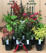 potted shrubs for sale  KING'S LYNN