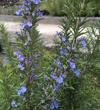 Rosmarin corsican blue gebraucht kaufen  Bad Zwischenahn