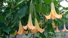 Brugmansia charles grimaldi for sale  Shipping to Ireland