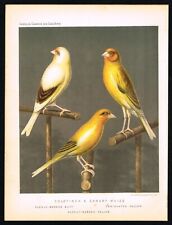 Goldfinch canary mules d'occasion  Expédié en Belgium