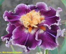 Iris fiasco rizoma. usato  Bologna