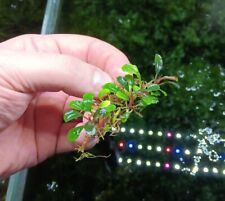 Bucephalandra spec clumb gebraucht kaufen  Lich