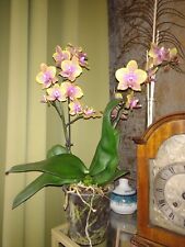 Rchidee phalaenopsis sogo gebraucht kaufen  Greven