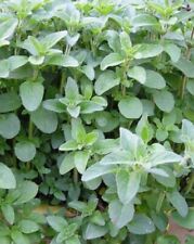 Oregano herb origanum for sale  WARWICK