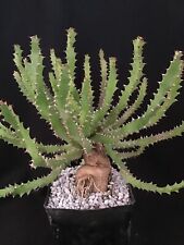 Euphorbia squarrosa succulent for sale  Rancho Santa Margarita