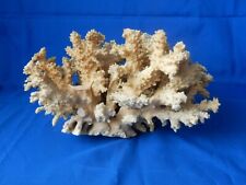 Large acropara dead for sale  NORTHAMPTON