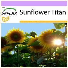 Saflax sonnenblume titan gebraucht kaufen  Mecklenbeck,-Amelsbüren