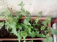 Smooth sow thistle for sale  EXETER