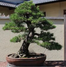 Sementes raras de árvore bonsai de pinheiro preto japonês * 20 sementes viáveis * VENDEDOR DO REINO UNIDO comprar usado  Enviando para Brazil