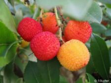 Samen winterharter erdbeerbaum gebraucht kaufen  Jettingen