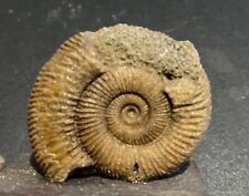 Ammonite fossil see for sale  GLASGOW