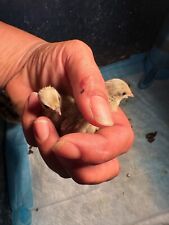 Fertile button quail for sale  Hagerstown