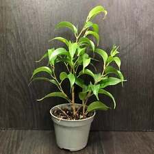 Ficus benjamina weeping for sale  UK