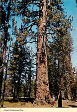 Postcard Giant Ponderosa Pine Central Oregon, OR for sale  Shipping to South Africa