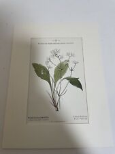 Antique botanical print for sale  PORTSMOUTH