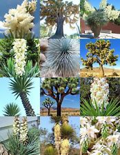 Yucca mix palm for sale  Shreveport