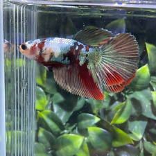 Betta fish live for sale  Shipping to Ireland