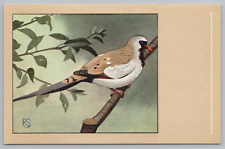 Cape namaqua dove for sale  Spokane