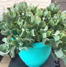 Ripple jade live for sale  Fort Jones