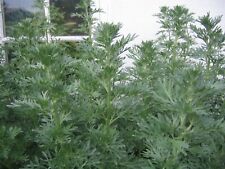 Wormwood seeds artemisia for sale  WALLASEY