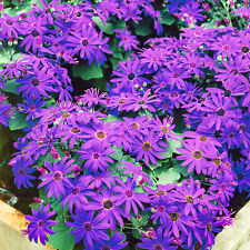 Senetti deep blue for sale  UK