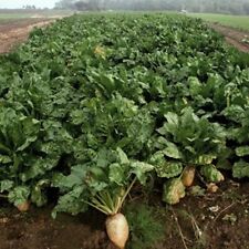 One ounce radish for sale  Oak Grove